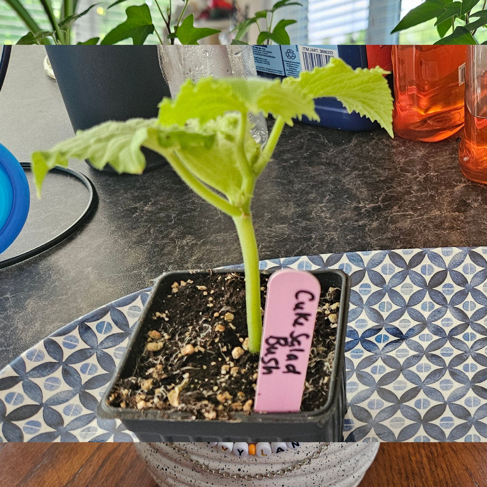 Photo of the plant species Cucumber 'Salad Bush' by @LargeRuby57 named Spike Leaves on Greg, the plant care app