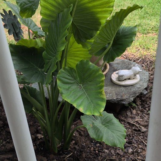 Photo of the plant species Alocasia gagaena 'California' by @MeekGabisan41 named Stella on Greg, the plant care app