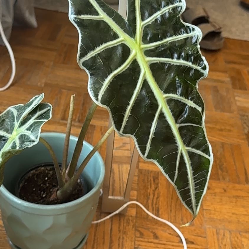 Photo of the plant species African Mask by @Livelovelaug named Sonora on Greg, the plant care app