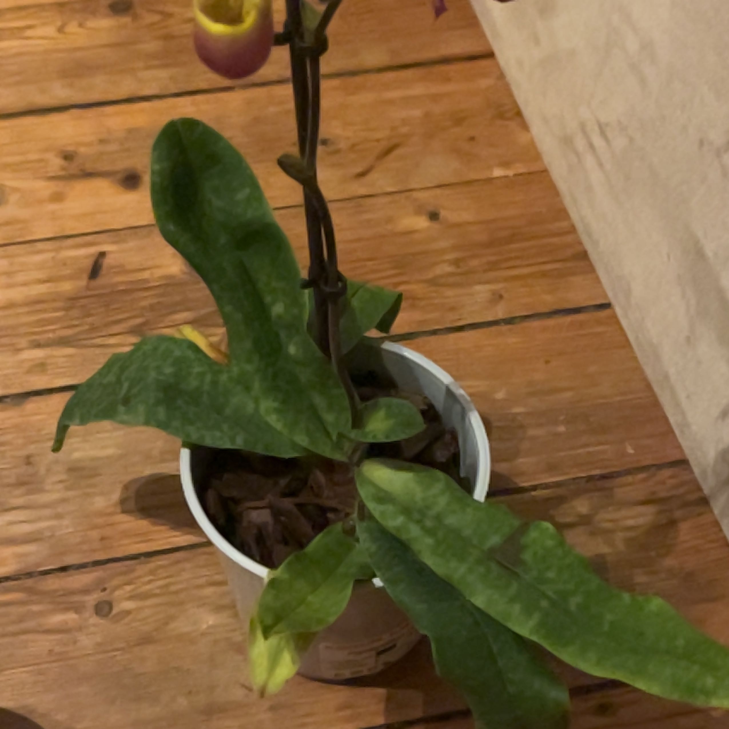 Photo of the plant species Paphiopedilum Pinocchio by @DeanFord95 named Zion on Greg, the plant care app