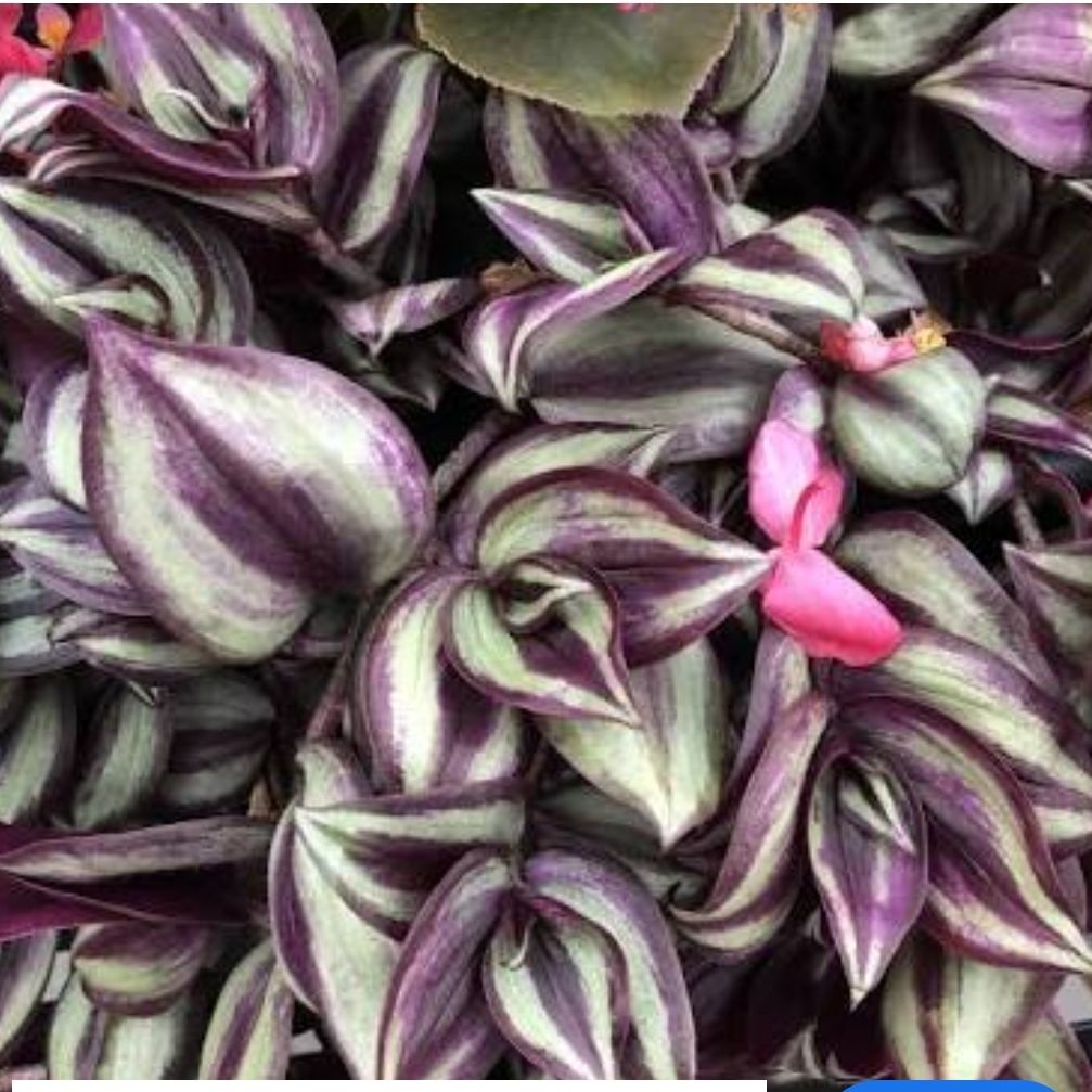 Photo of the plant species Tradescantia zebrina 'Violet Hill' by @MiracleHope42 named Violet Hill on Greg, the plant care app
