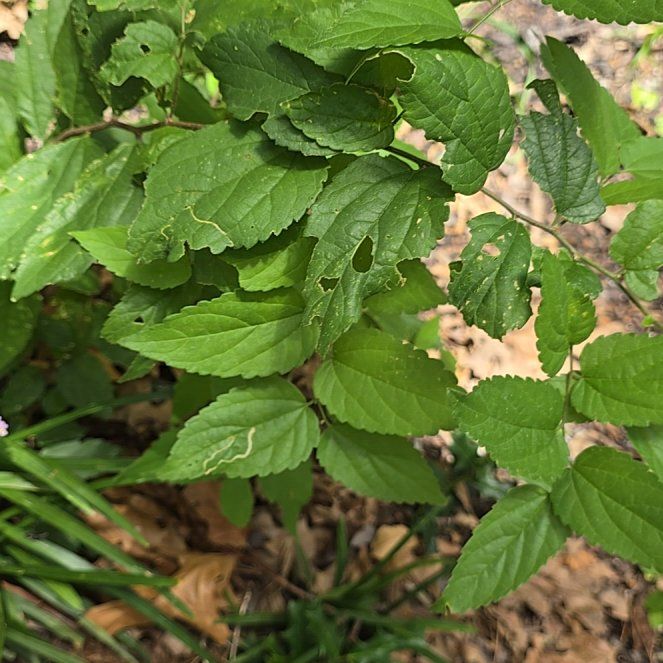 Photo of the plant species European Hackberry by @GrandBlueelf37 named Doja Cat on Greg, the plant care app