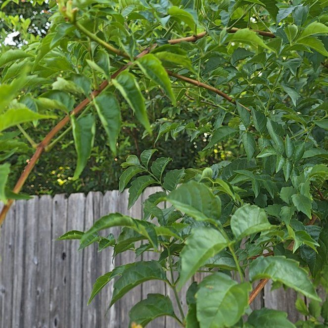 Photo of the plant species Zimbabwe creeper by @GrandBlueelf37 named Demi on Greg, the plant care app