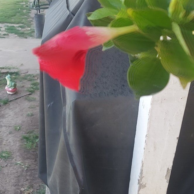 Photo of the plant species Allamanda Blanchetii by @SalientGinger38 named Beckham on Greg, the plant care app