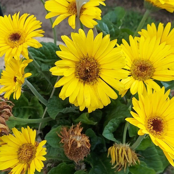 Photo of the plant species Marigold by @SalientGinger38 named Elina on Greg, the plant care app
