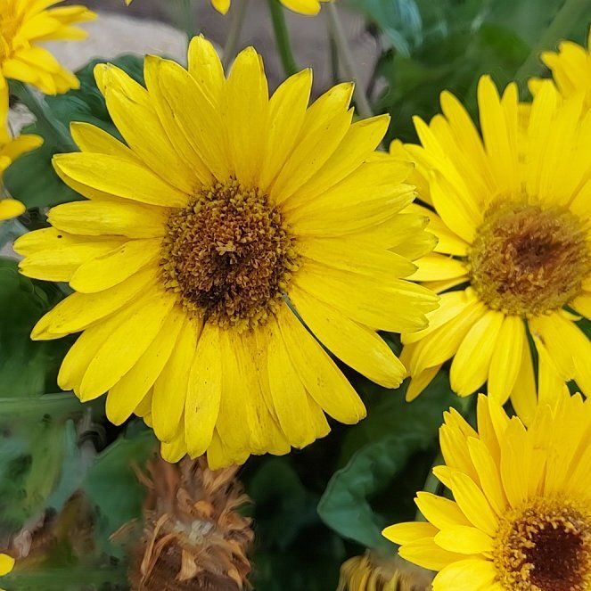 Photo of the plant species Marigold by @SalientGinger38 named Elle on Greg, the plant care app