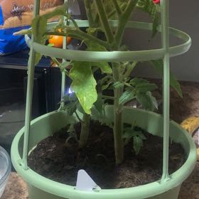 Photo of the plant species Summerblast Tomato by @PurveyorofComet named Dolores on Greg, the plant care app