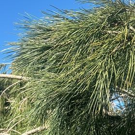 Photo of the plant species Turkish Pine by @IdolGraypine78 named Kobe on Greg, the plant care app