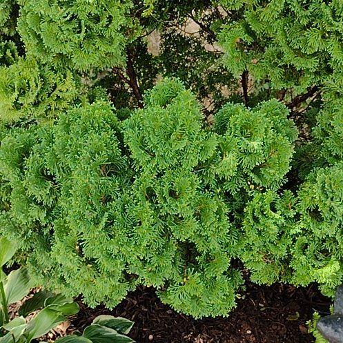 Photo of the plant species Parsley Fern by @GemBaibua55 named Einstein on Greg, the plant care app