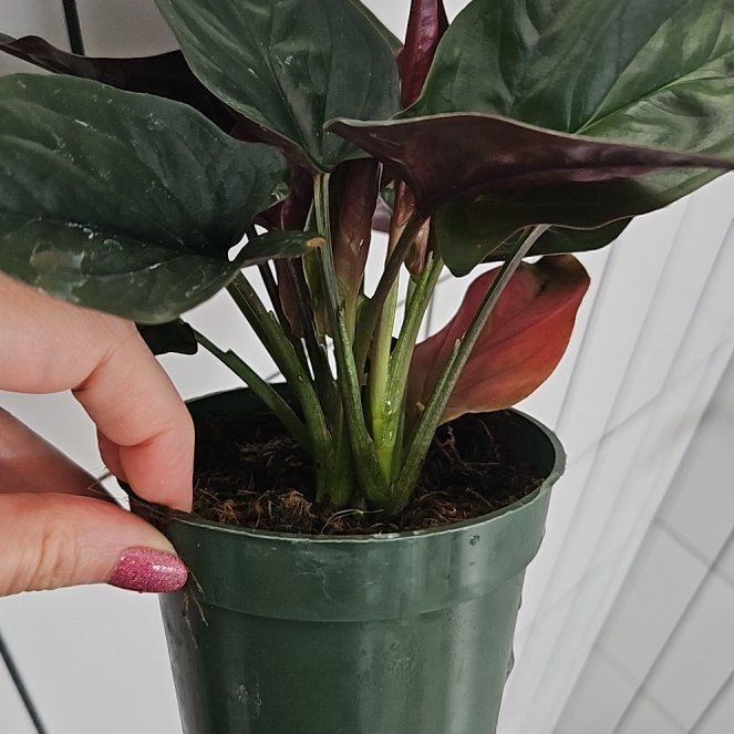 Photo of the plant species Red Arrow Singonium by @CuddlyLichen95 named Red on Greg, the plant care app