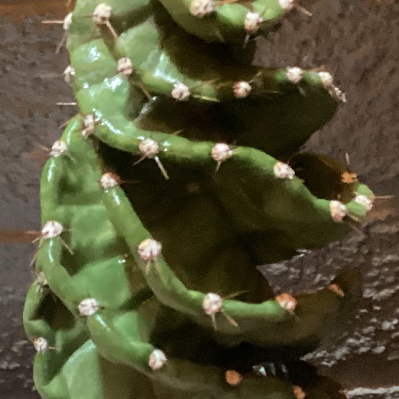 Photo of the plant species Cereus forbesii 'Giromagi' by @JovialAsarina31 named Spy on Greg, the plant care app