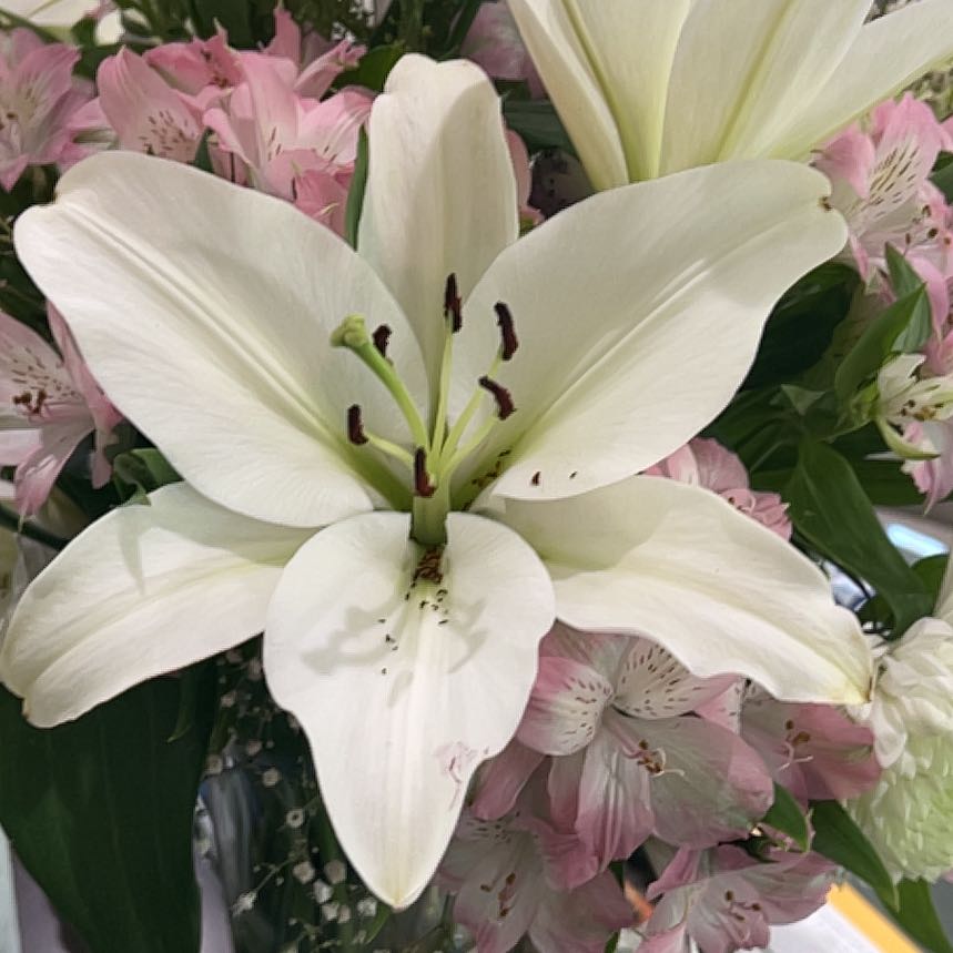 Photo of the plant species Madonna Lily by @MightyCapeivy15 named Bella on Greg, the plant care app