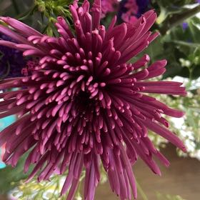 Photo of the plant species Callistephus by @MightyCapeivy15 named Girlfrond on Greg, the plant care app