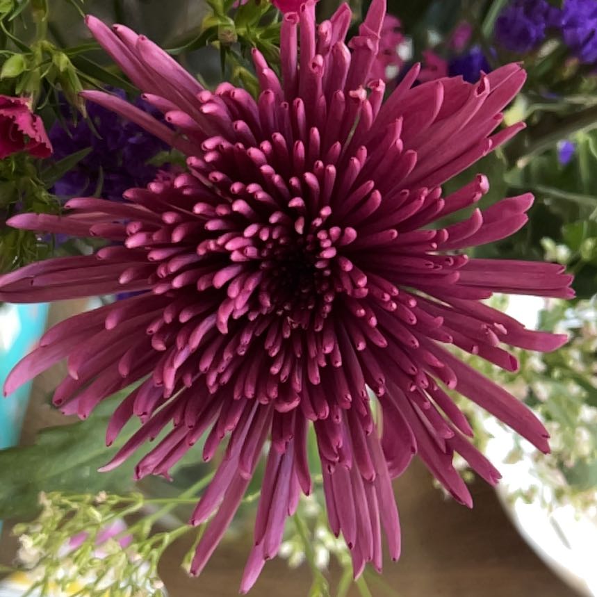 Photo of the plant species Callistephus by @MightyCapeivy15 named Emerson on Greg, the plant care app