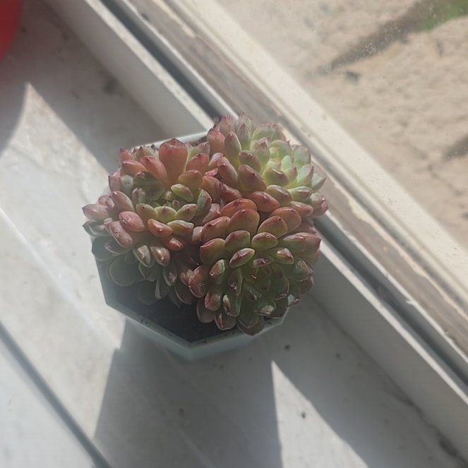 Photo of the plant species Pink Ruby Sedevaria by @GoblinHermit named Judge on Greg, the plant care app