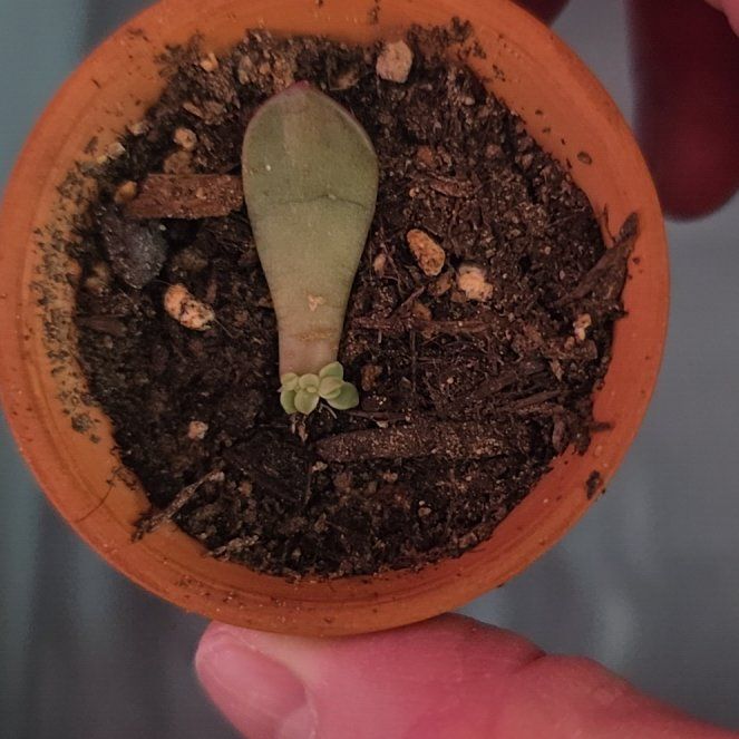 Photo of the plant species Pink Ruby Sedevaria by @GoblinHermit named Beyonce on Greg, the plant care app