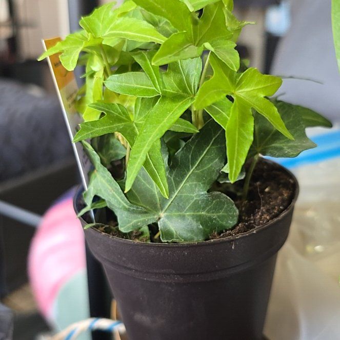 Photo of the plant species Asterisk Ivy by @GoblinHermit named Asterisk Ivy on Greg, the plant care app