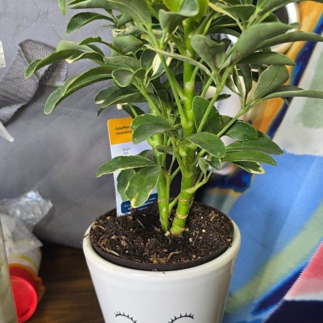 Photo of the plant species Variegated Dwarf Umbrella by @GoblinHermit named Dwarf Umbrella on Greg, the plant care app