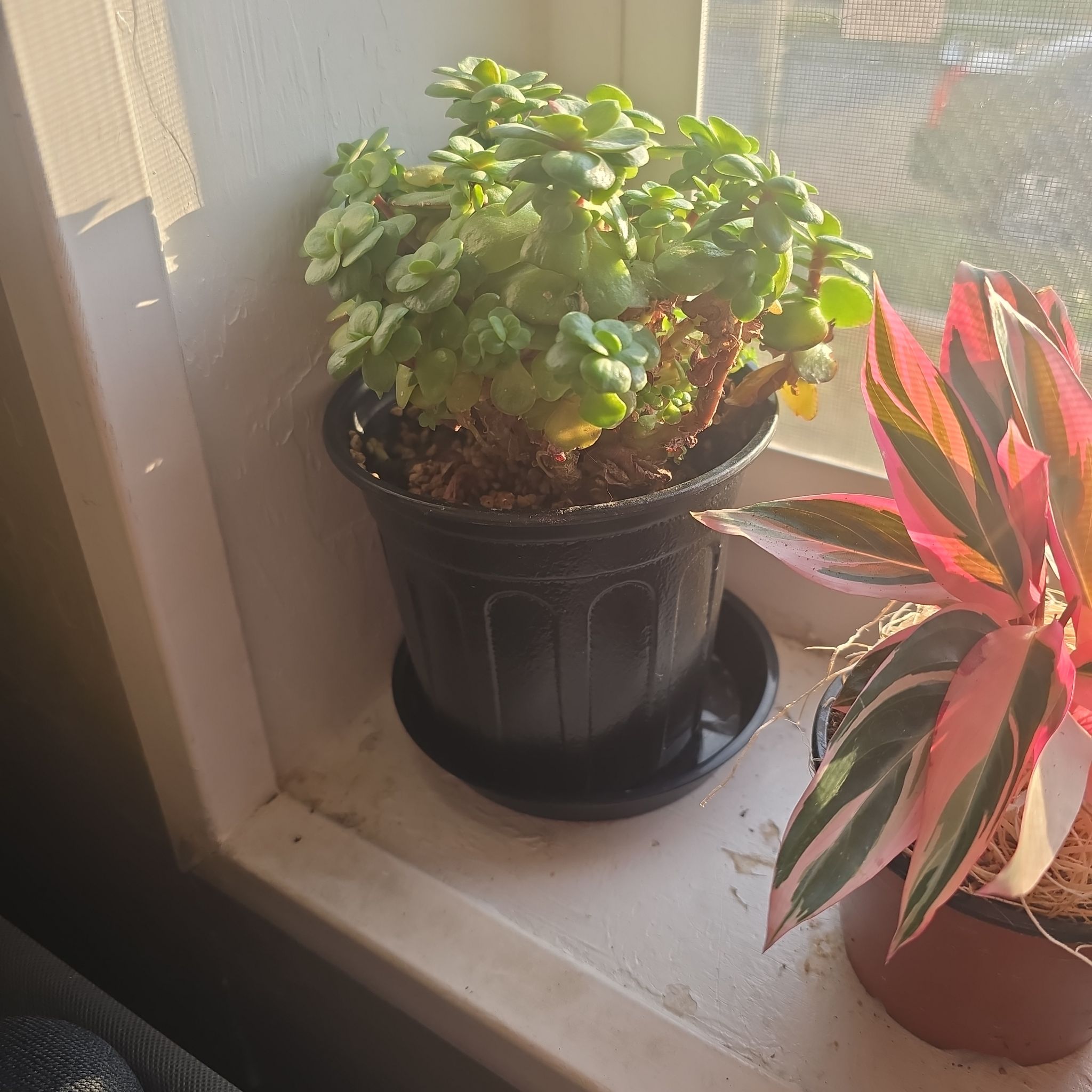 Echeveria Suyon 1