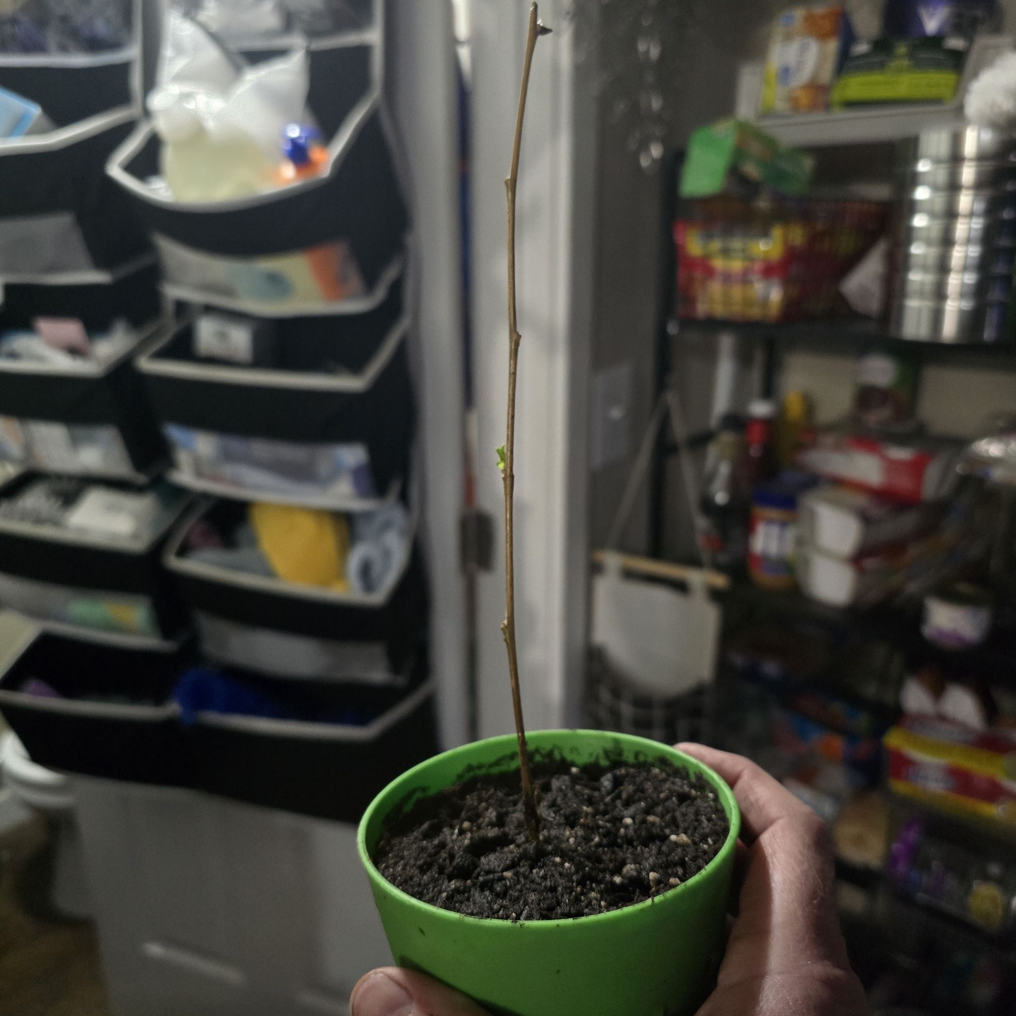 Photo of the plant species Willow by @GoblinHermit named Willow 1 on Greg, the plant care app