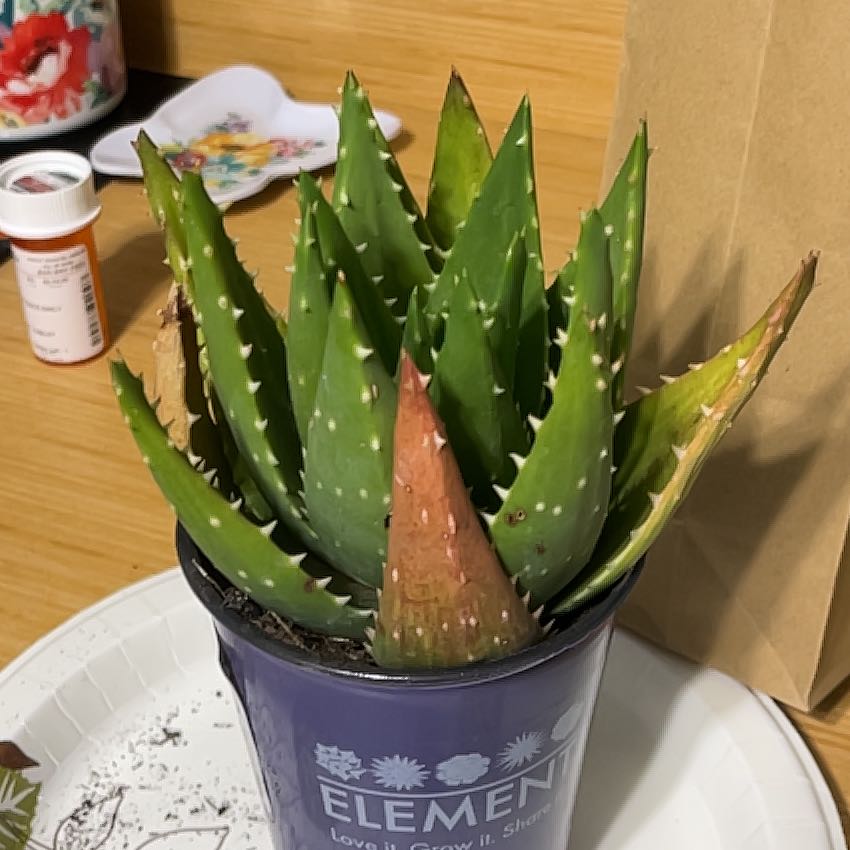 Photo of the plant species Gold Tooth Aloe by @BlazingWodyetia named Spike on Greg, the plant care app