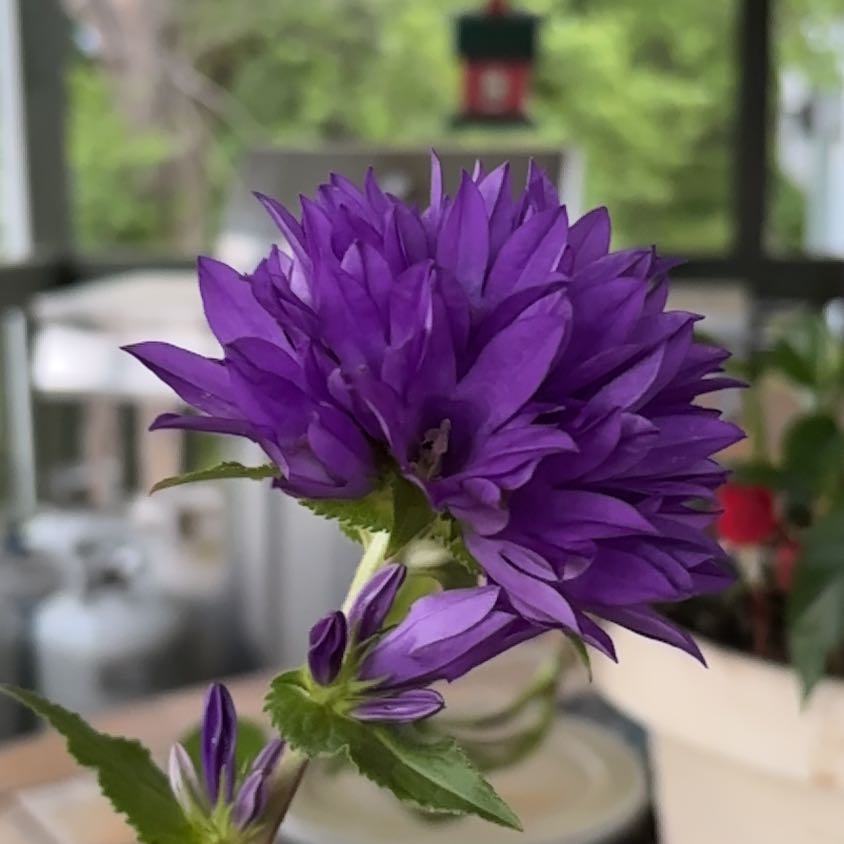 Photo of the plant species Clustered Bellflower by @RulerTutu81 named Maya on Greg, the plant care app