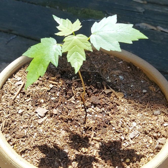 Photo of the plant species Bonsai by @AdeptCowslip38 named Miley on Greg, the plant care app