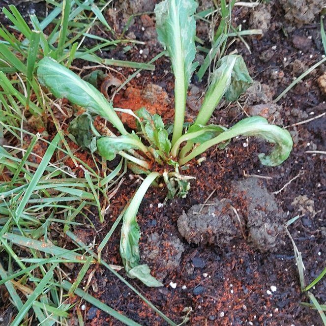 Photo of the plant species Cardinal Flower 'Elmfeuer' by @AdeptCowslip38 named Anne on Greg, the plant care app