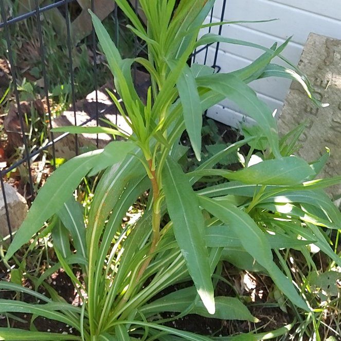 Photo of the plant species Prairie Blazing Star by @AdeptCowslip38 named Xena on Greg, the plant care app