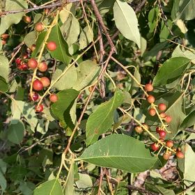 Photo of the plant species Western Chokecherry by @PopularDaisy21 named Rosa on Greg, the plant care app