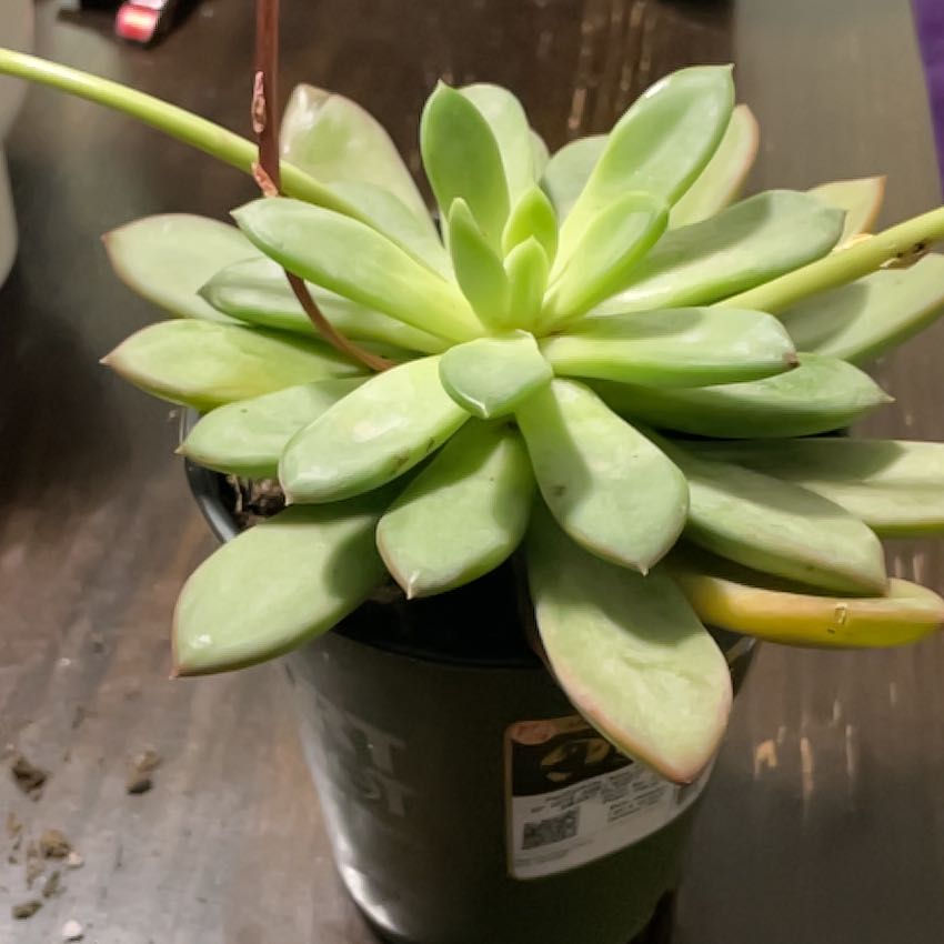 Photo of the plant species Pachyveria 'Blue Quartz' by @WarmGinseng49 named Tolkien on Greg, the plant care app