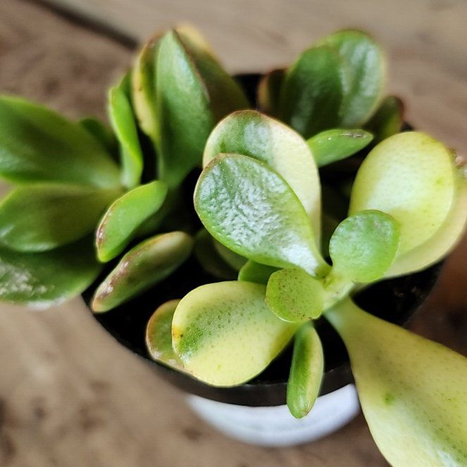 Photo of the plant species Verigated Jade by @HotBeebalm23 named Captain Plant-it on Greg, the plant care app
