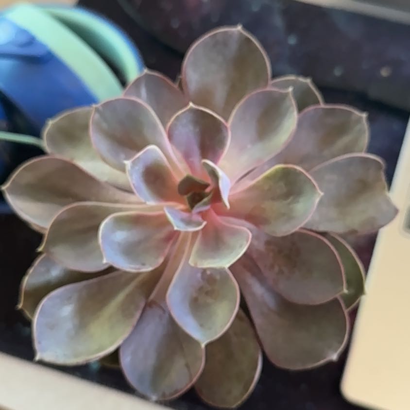 Photo of the plant species Purple Pearl by @PiousCapealoe named Emerson on Greg, the plant care app