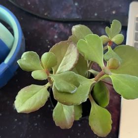 Photo of the plant species Kalanchoe 'Petra's Sunfire' by @PiousCapealoe named Walt on Greg, the plant care app