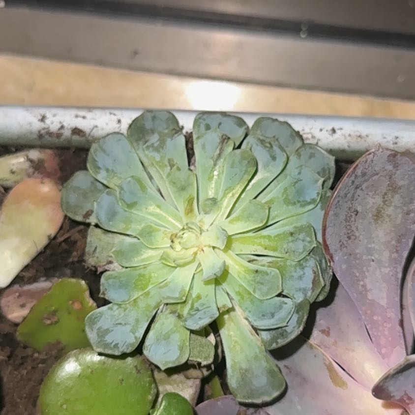 Photo of the plant species Echeveria 'Happy™' by @PiousCapealoe named Sir Plancelot on Greg, the plant care app