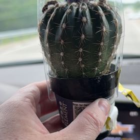 Photo of the plant species Cactus by @PiousCapealoe named Tree Diddy on Greg, the plant care app
