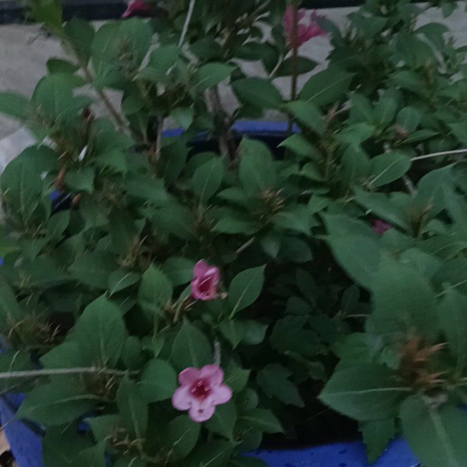 Photo of the plant species Sonic Bloom Weigela by @SocialBetel24 named Leonardo on Greg, the plant care app