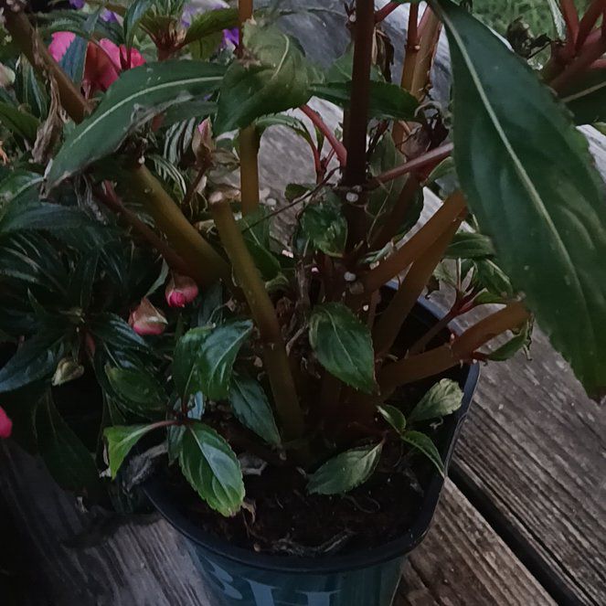Photo of the plant species Monrovia Firethorn by @SocialBetel24 named Scarlett on Greg, the plant care app