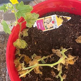 Photo of the plant species Ambrosia by @FancyWorm17 named Apollo on Greg, the plant care app