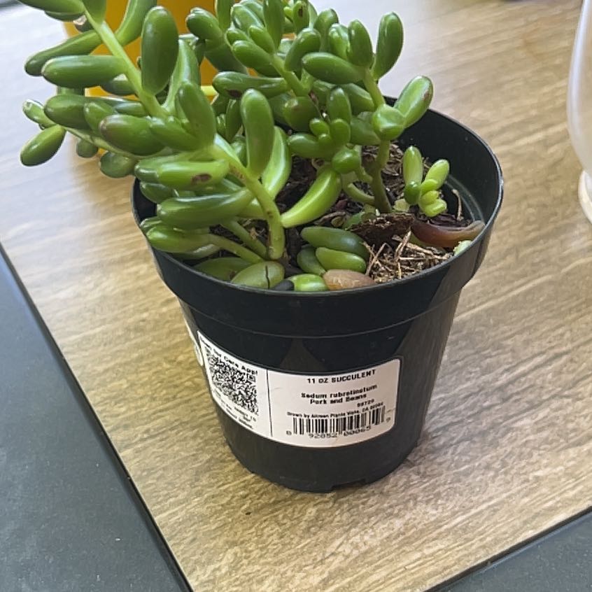 Photo of the plant species Jelly Bean Plant by @SprightlyTule30 named Cleopatra on Greg, the plant care app