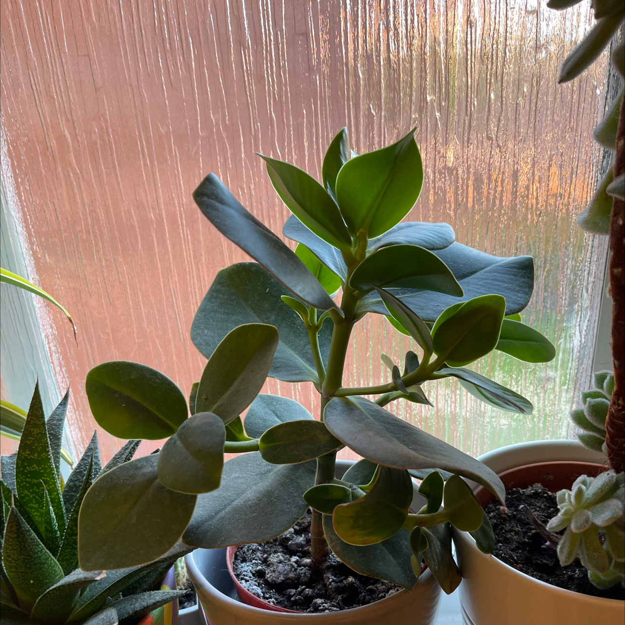 Healthy Natal Plum plant with thick, glossy leaves in a pot. Soil visible.