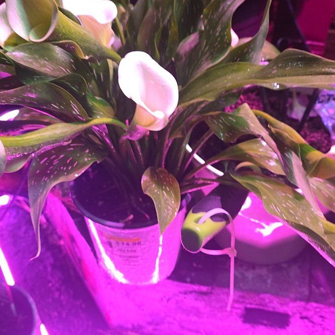 Photo of the plant species Red Calla Lily by @TiptopLantana90 named Foxxy on Greg, the plant care app
