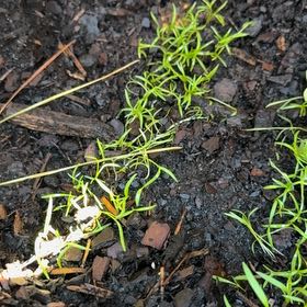 Photo of the plant species Orange Carrot by @SnazzyMexico named Coco on Greg, the plant care app