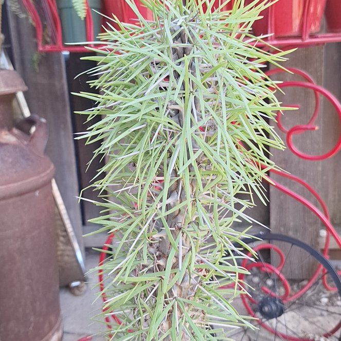 Plant care for Octopus Tree on Greg, the plant care app