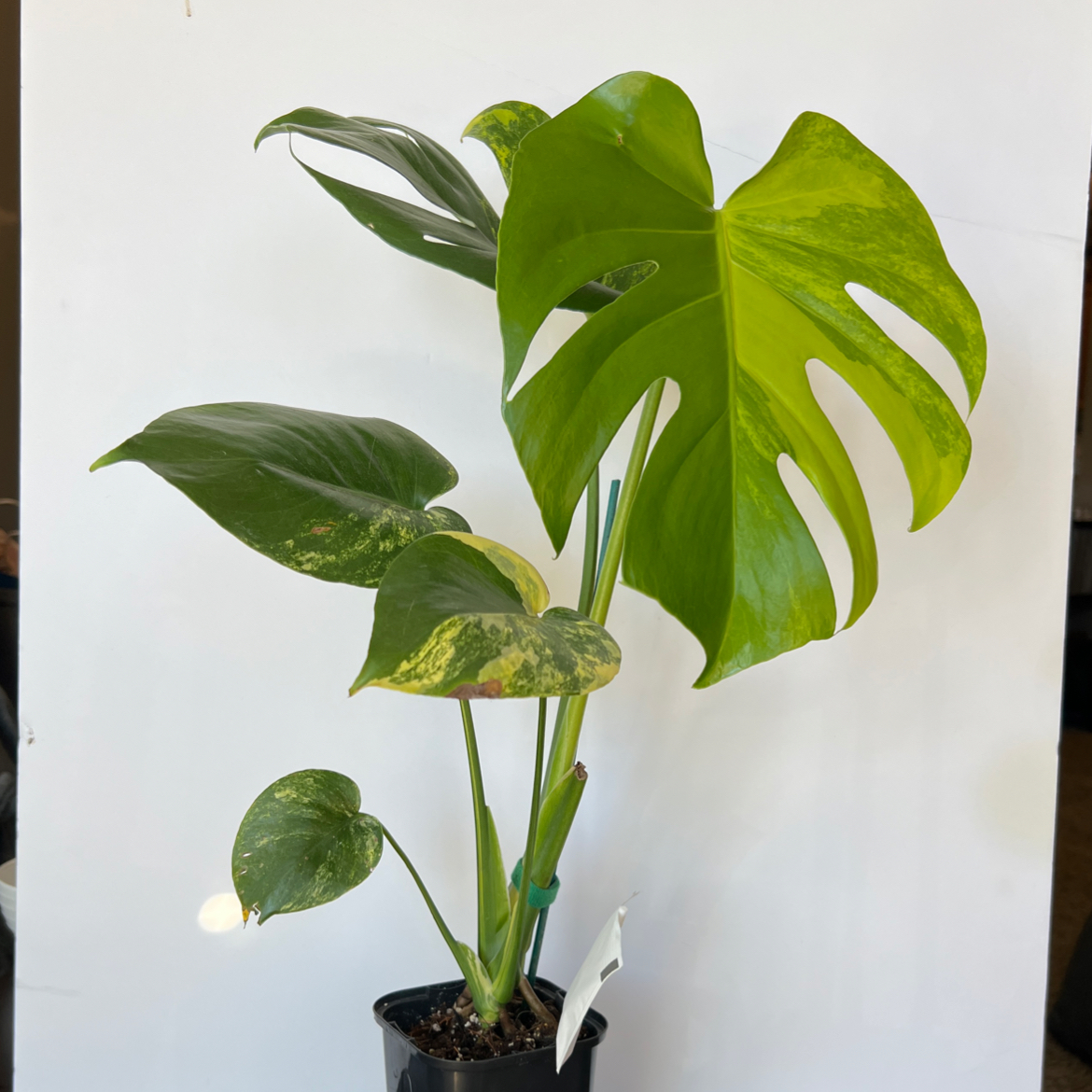 Photo of the plant species Monstera 'Yellow Marilyn' by @PBubs42 named Marilyn on Greg, the plant care app