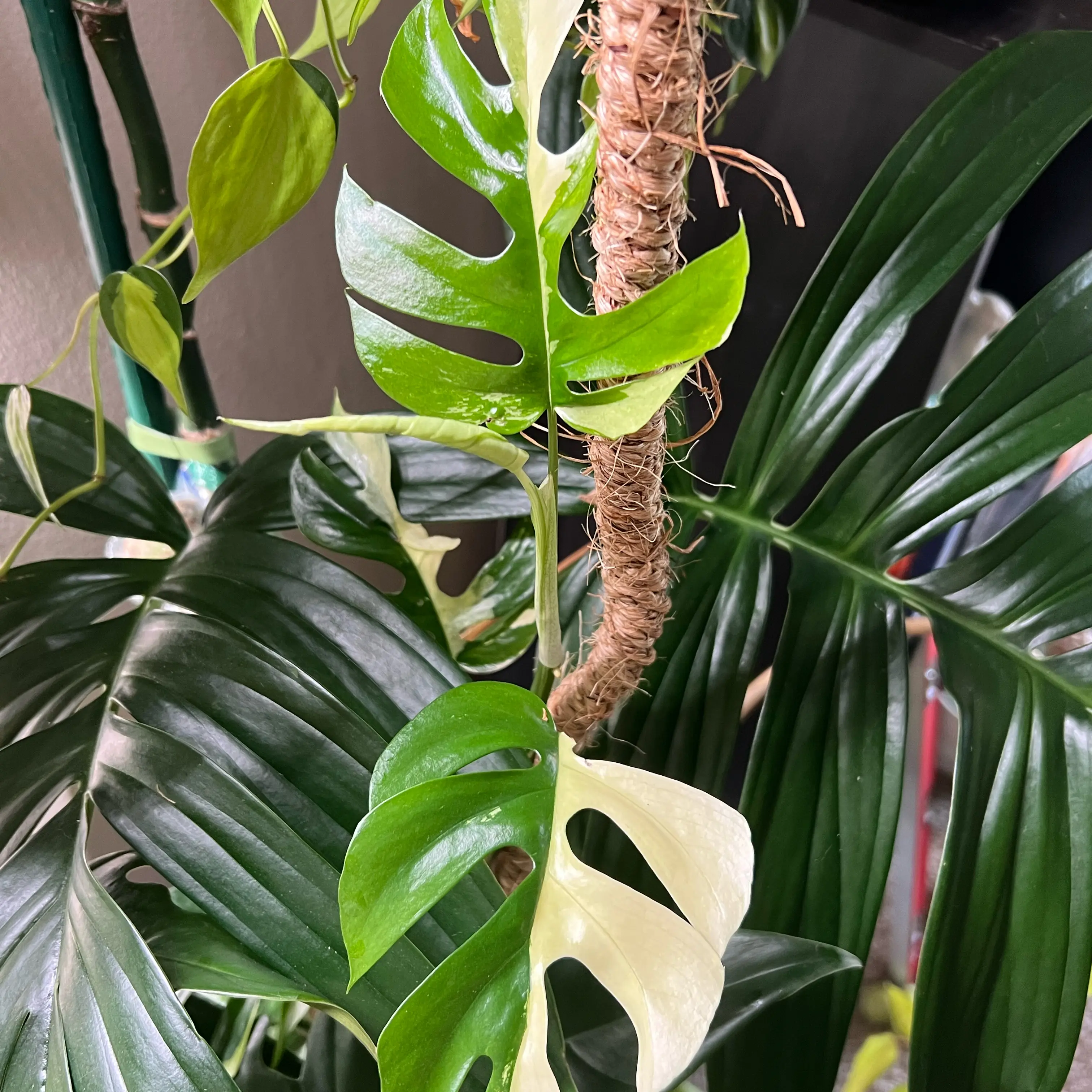 Photo of the plant species Variegated Mini Monstera by @PBubs42 named The Jenner on Greg, the plant care app