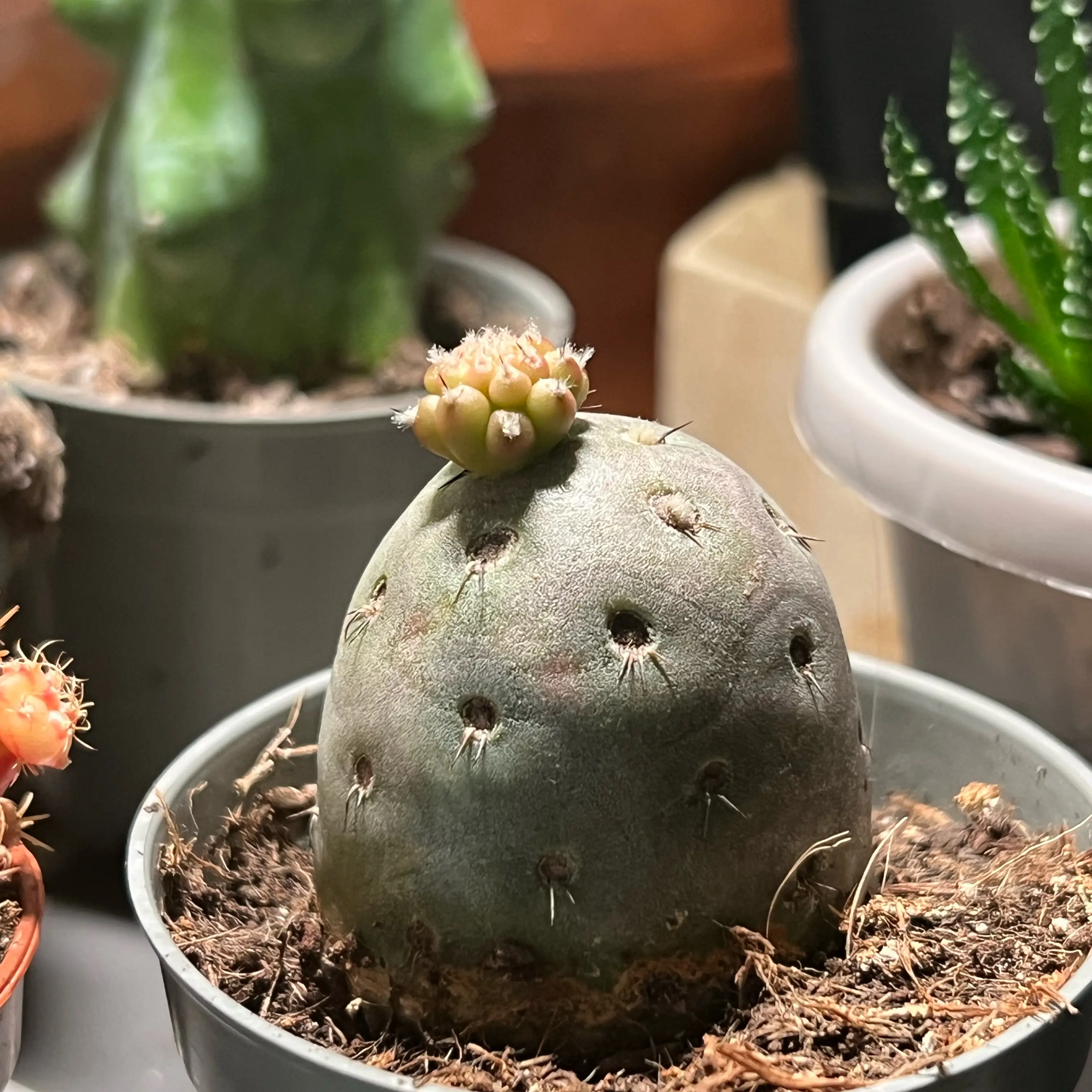 Photo of the plant species Tephrocactus geometricus by @PBubs42 named Potato on Greg, the plant care app