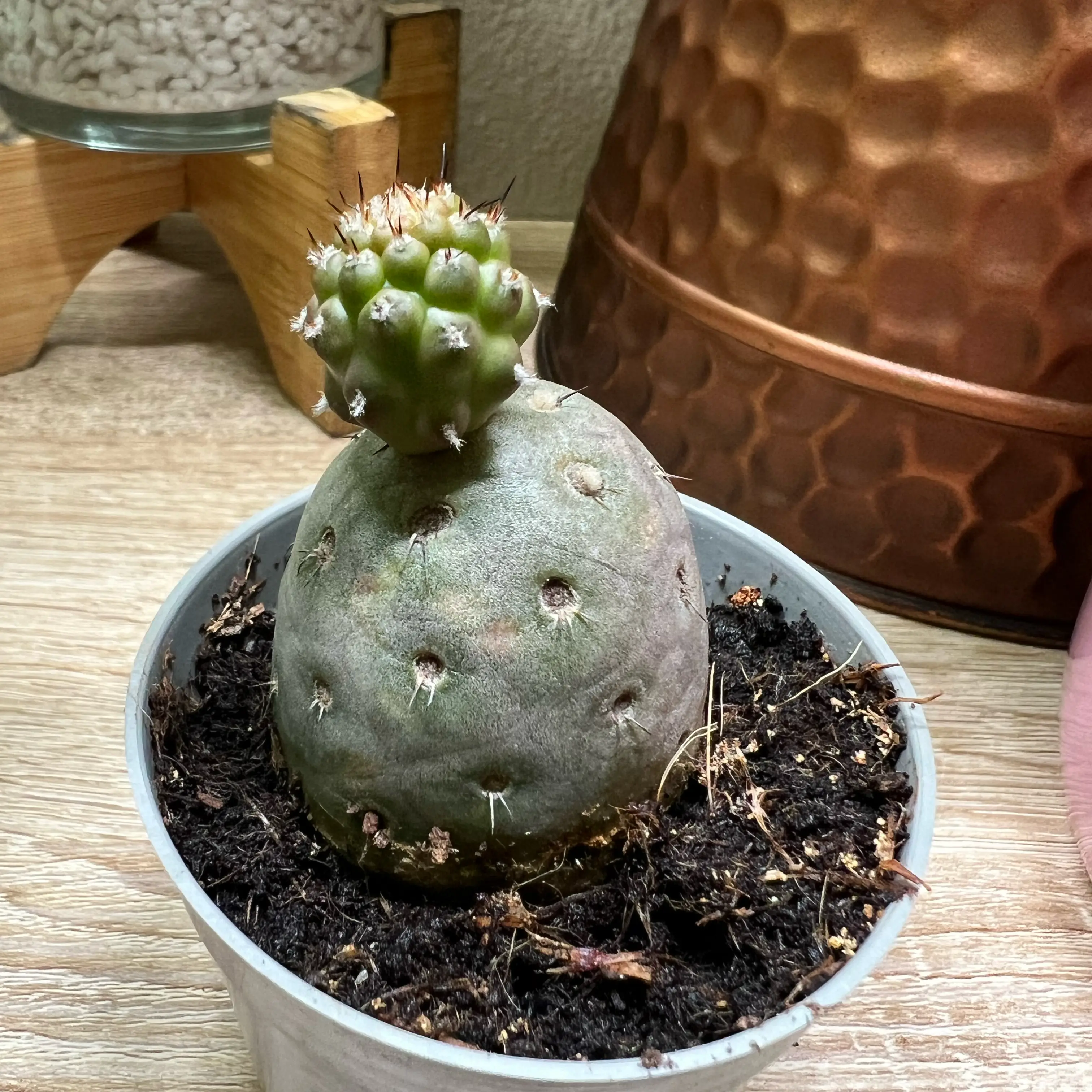 Photo of the plant species Tephrocactus geometricus by @PBubs42 named Potato on Greg, the plant care app