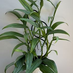 Photo of the plant species Epipremnum 'Silver Stripe' by @PBubs42 named Skunky on Greg, the plant care app