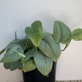 Photo of the plant species Scindapsus 'Platinum Java' by @PBubs42 named Moony on Greg, the plant care app